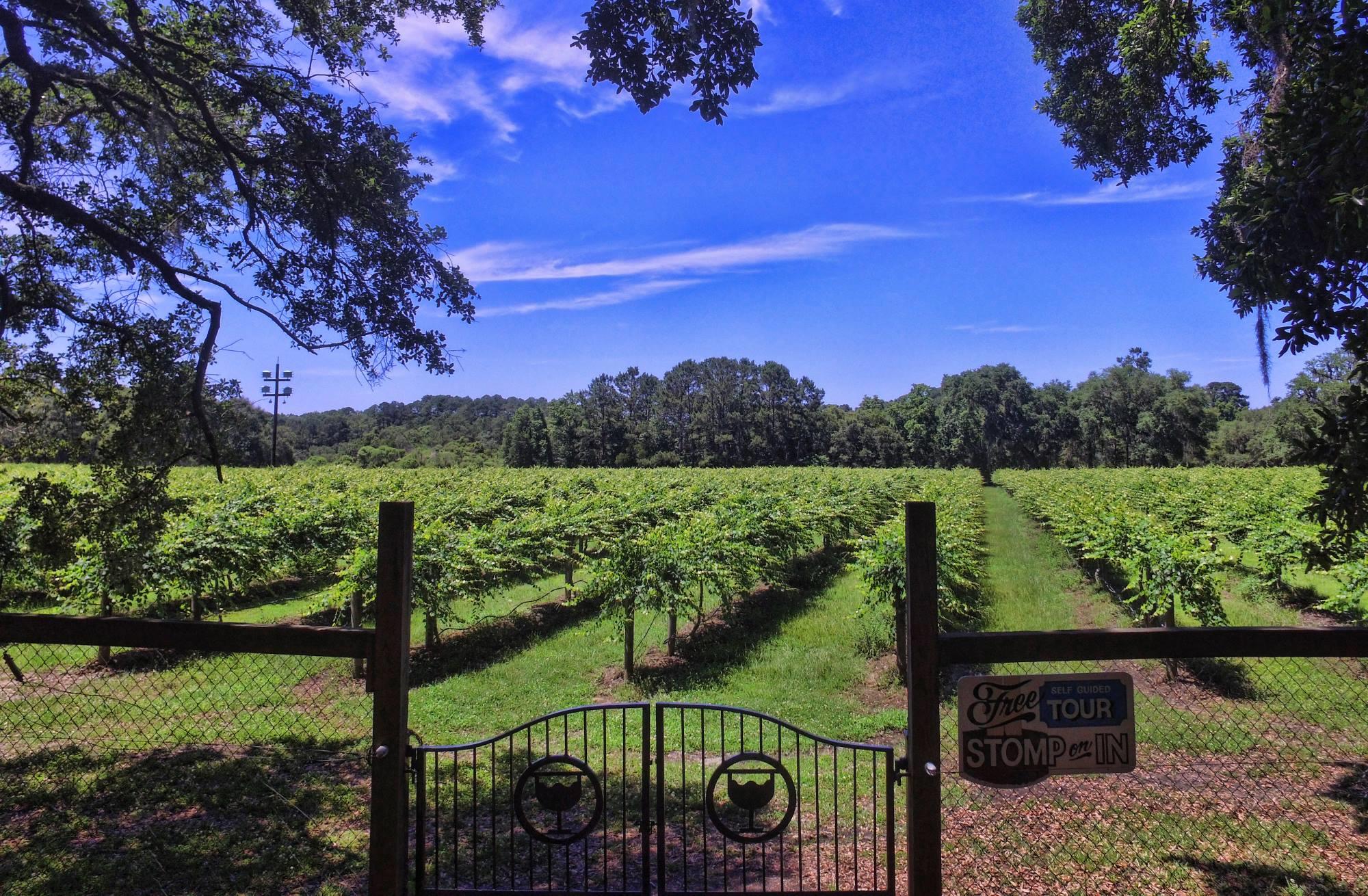 Charleston Tea Plantation & Winery Tour