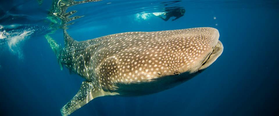 Whale Shark Tour from Isla Mujeres